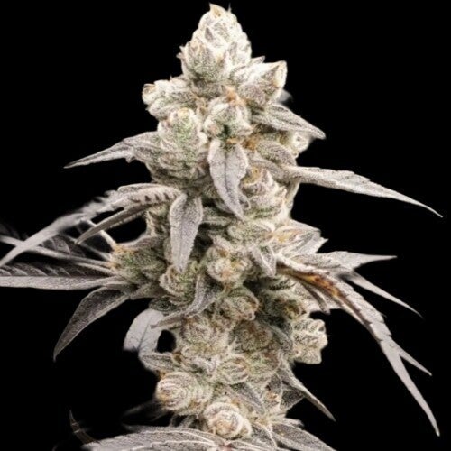Dante's Revenge Premium Flower Profile