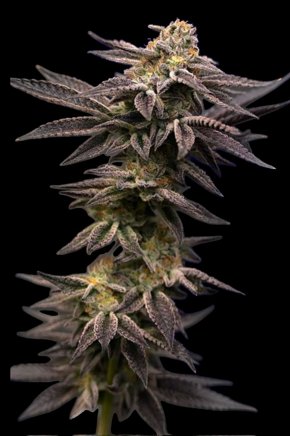 Screw You Haze Premium Flower Profile