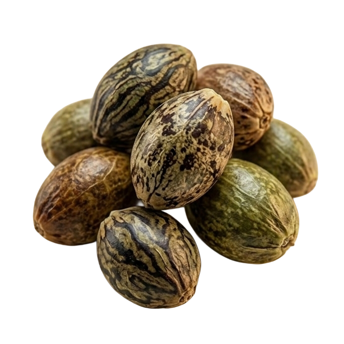 The Cannabis Seed Shop Archive