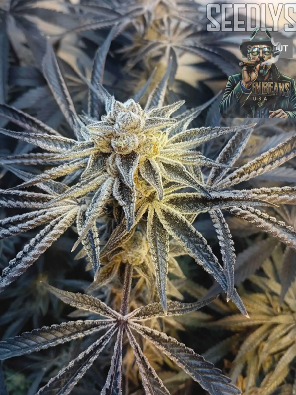 Crushberry Sugar