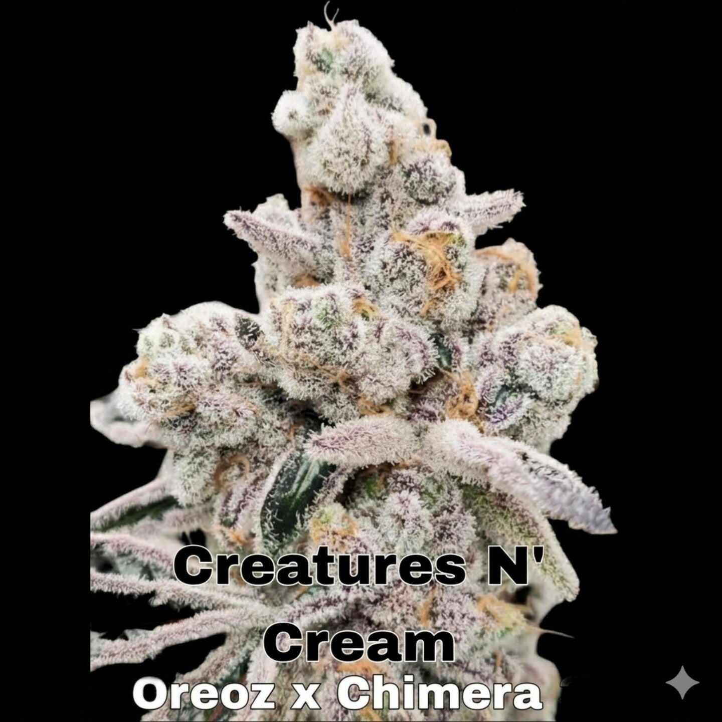 Creatures N' Cream