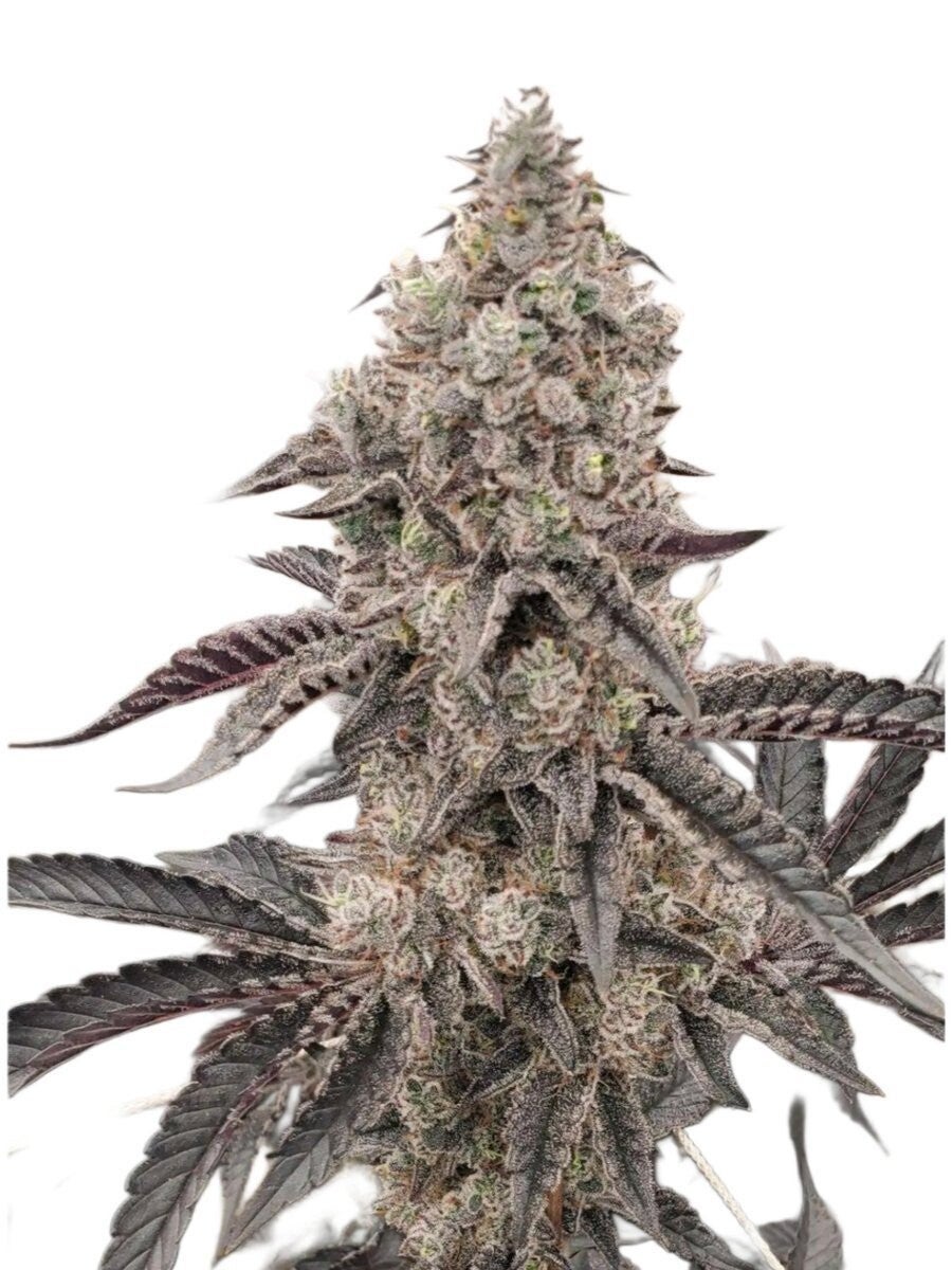 Blueberry Sugar S1