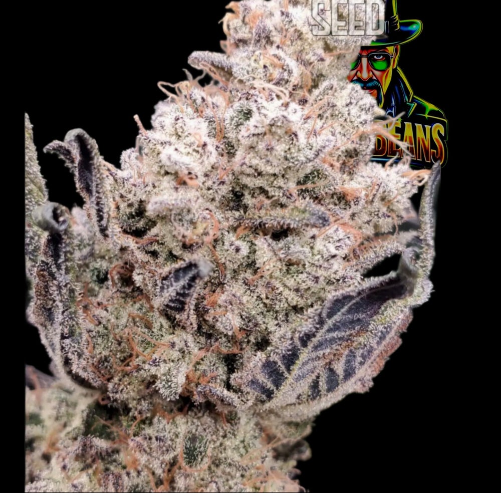 Gucciberry Premium Flower Profile