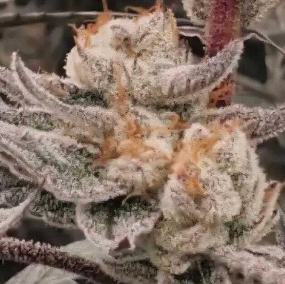 Psycho Tricho Premium Flower Profile
