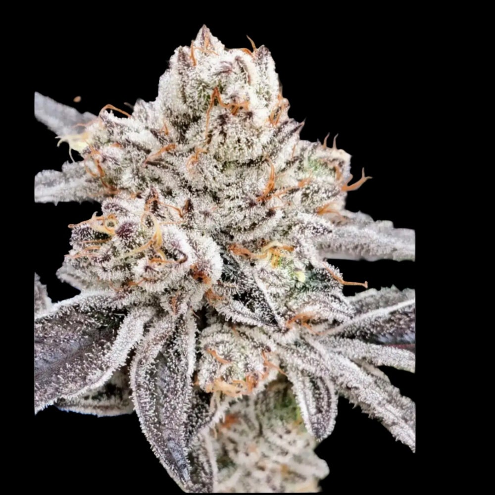 Oreoz S1 Premium Flower Profile