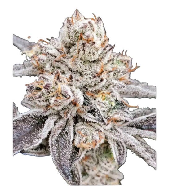 Oreoz S1