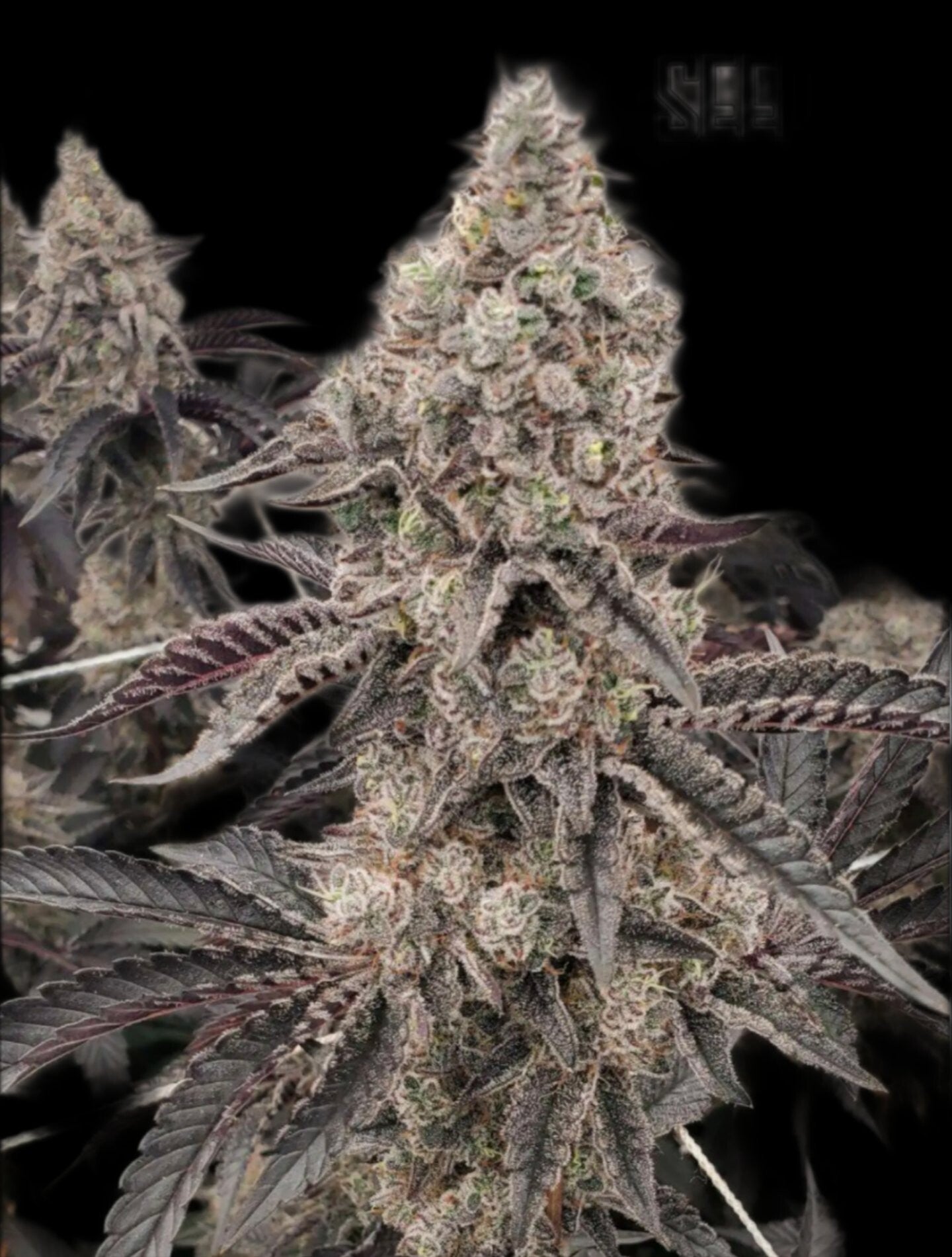 Blueberry Sugar S1