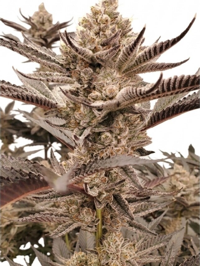 Ice Cream Cake S1 Premium Flower Profile