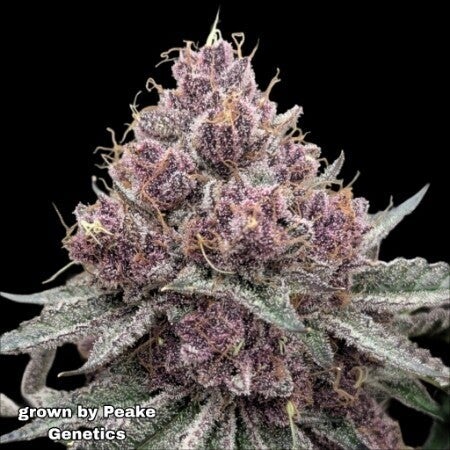 Cherry Limeade Feminised Seeds UK | HeisenBeans | The Cannabis Seed Shop