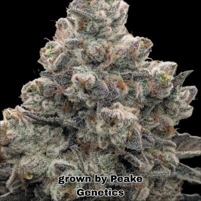 Devil’s Cake feminised cannabis seeds UK – HeisenBeans