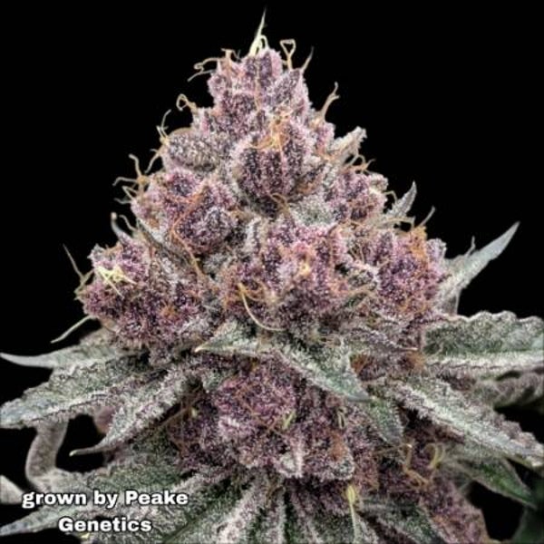 Cherry Limeade Feminized Cannabis Seeds | Buy Heisenbeans in the UK 🇬🇧 Direct