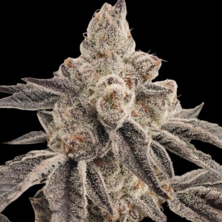 Dante's Inferno #8 S1 Premium Flower Profile