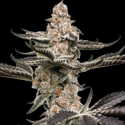 Dalato Premium Flower Profile