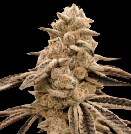 Platinum Lemon Cherry Gelato S1 Premium Flower Profile