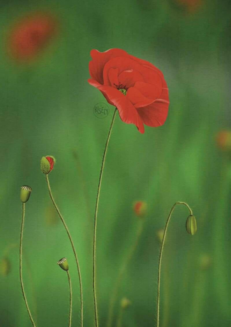 Coquelicot