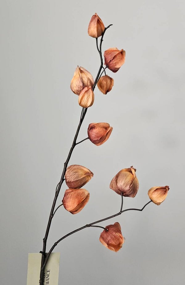 Physalis pioen brown 92cm