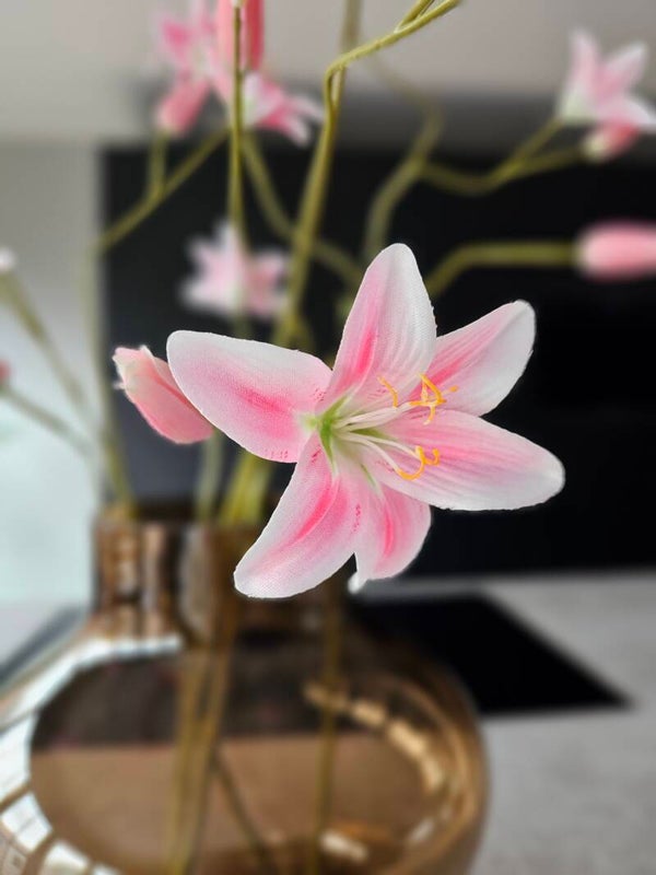 Daglelie spray roze 106cm