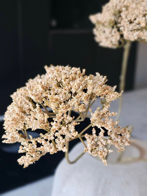 Trachelium tak Beige
