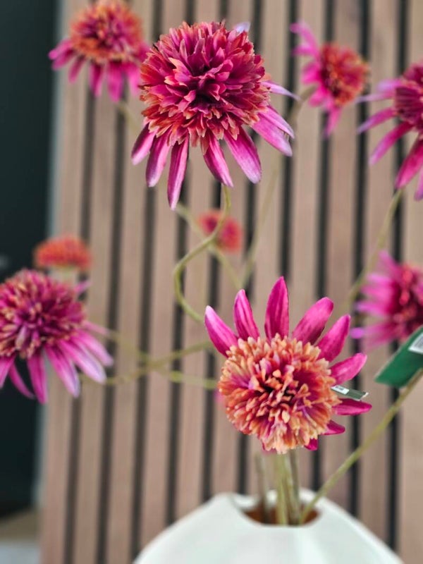 Rudbeckia tak paars