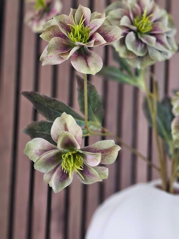 Helleborus Spray Groen/ Paars