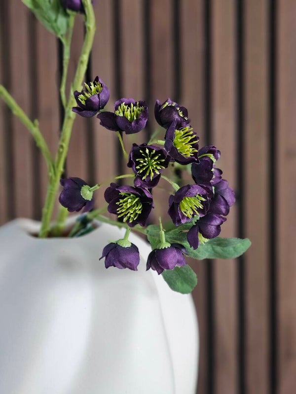 Helleborus tak Paars