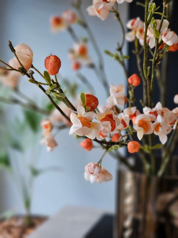 Kardinaalsmuts Spray Creme / Oranje