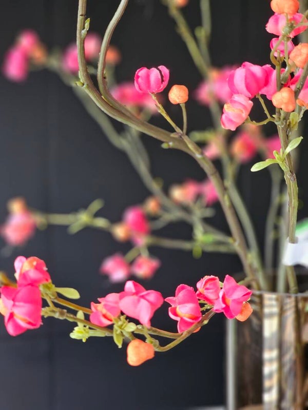 Kardinaalsmuts Spray Fuchsia / Oranje