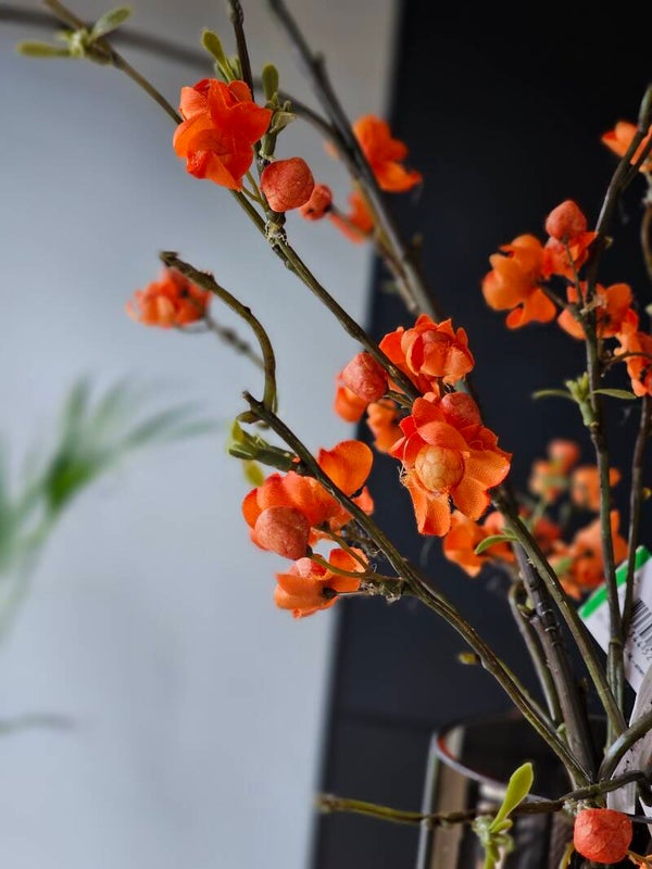 Kardinaalsmuts Spray Oranje