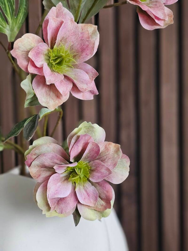 Helleborus Spray Old Pink