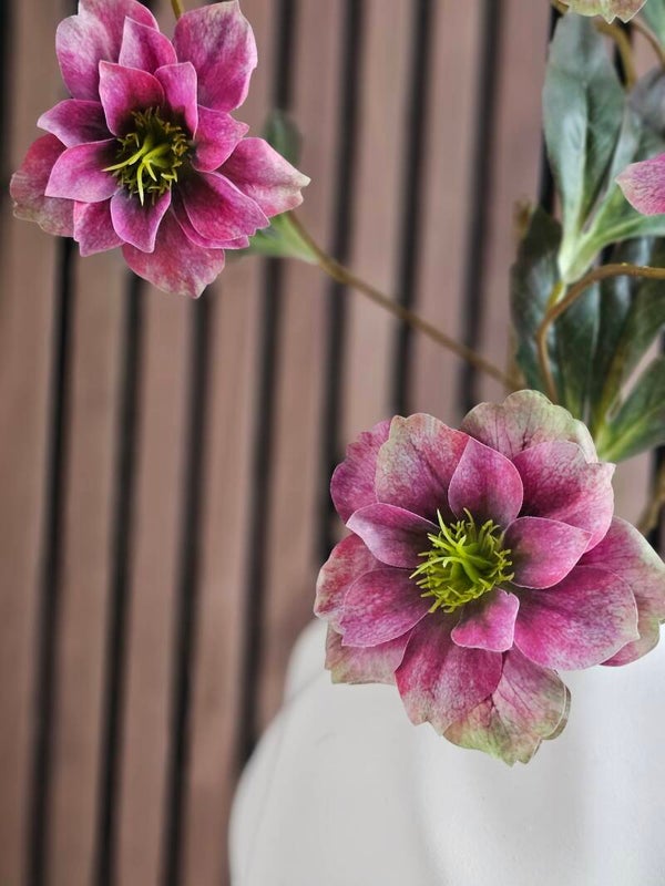 Helleborus Spray Fuchsia