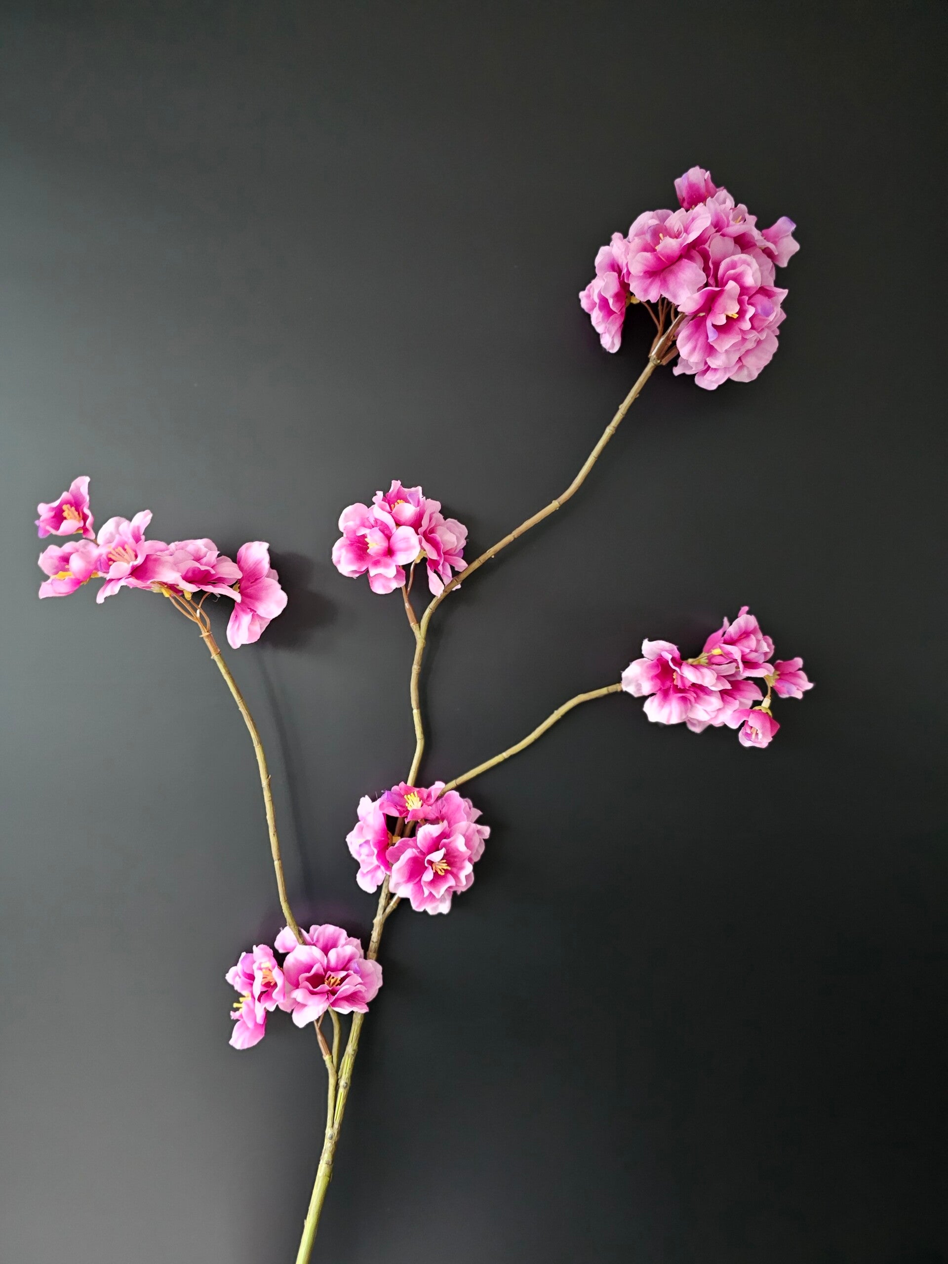 Prunus Malaga New Beauty klein