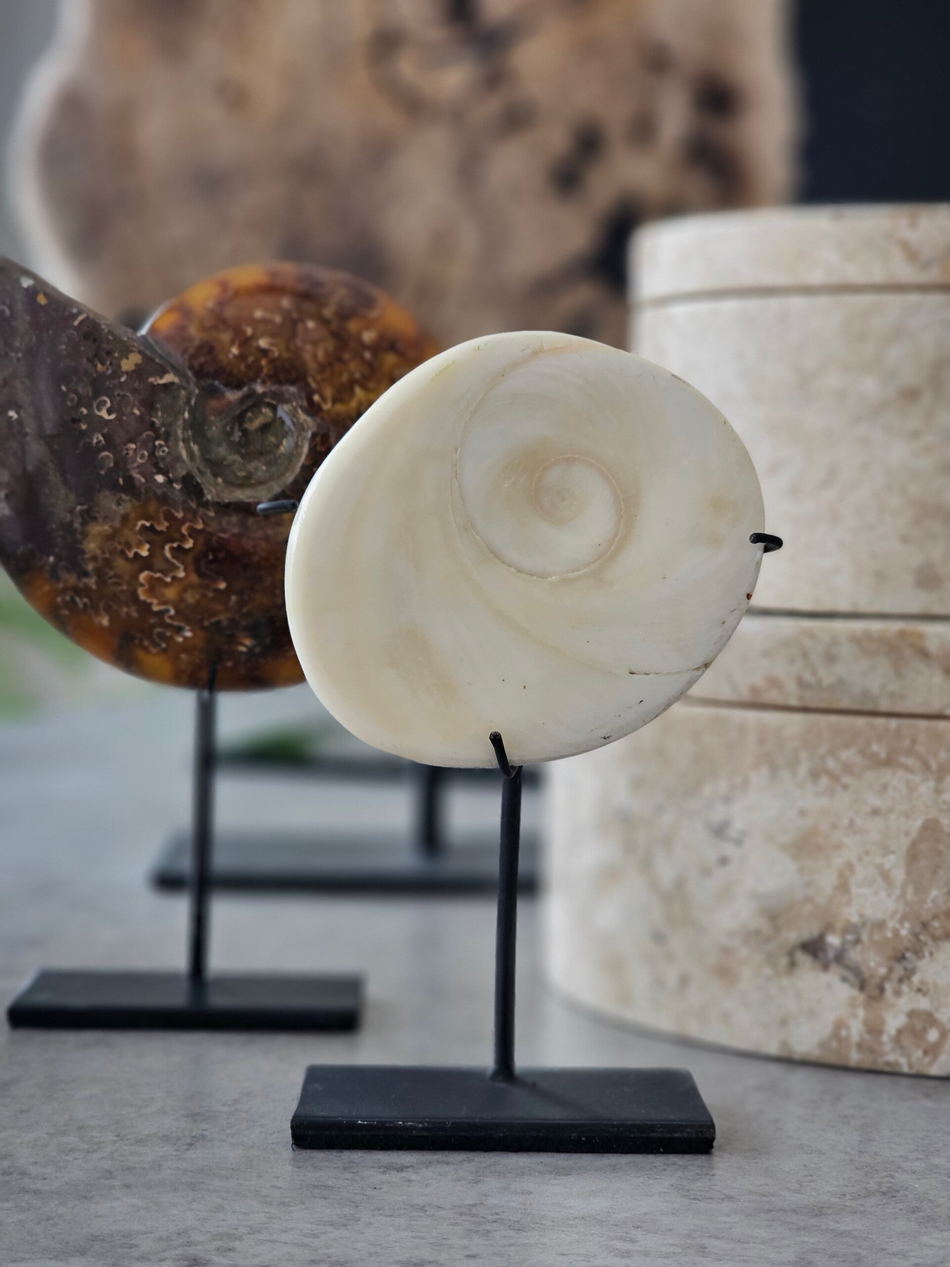 Shiva Eye schelp op voet