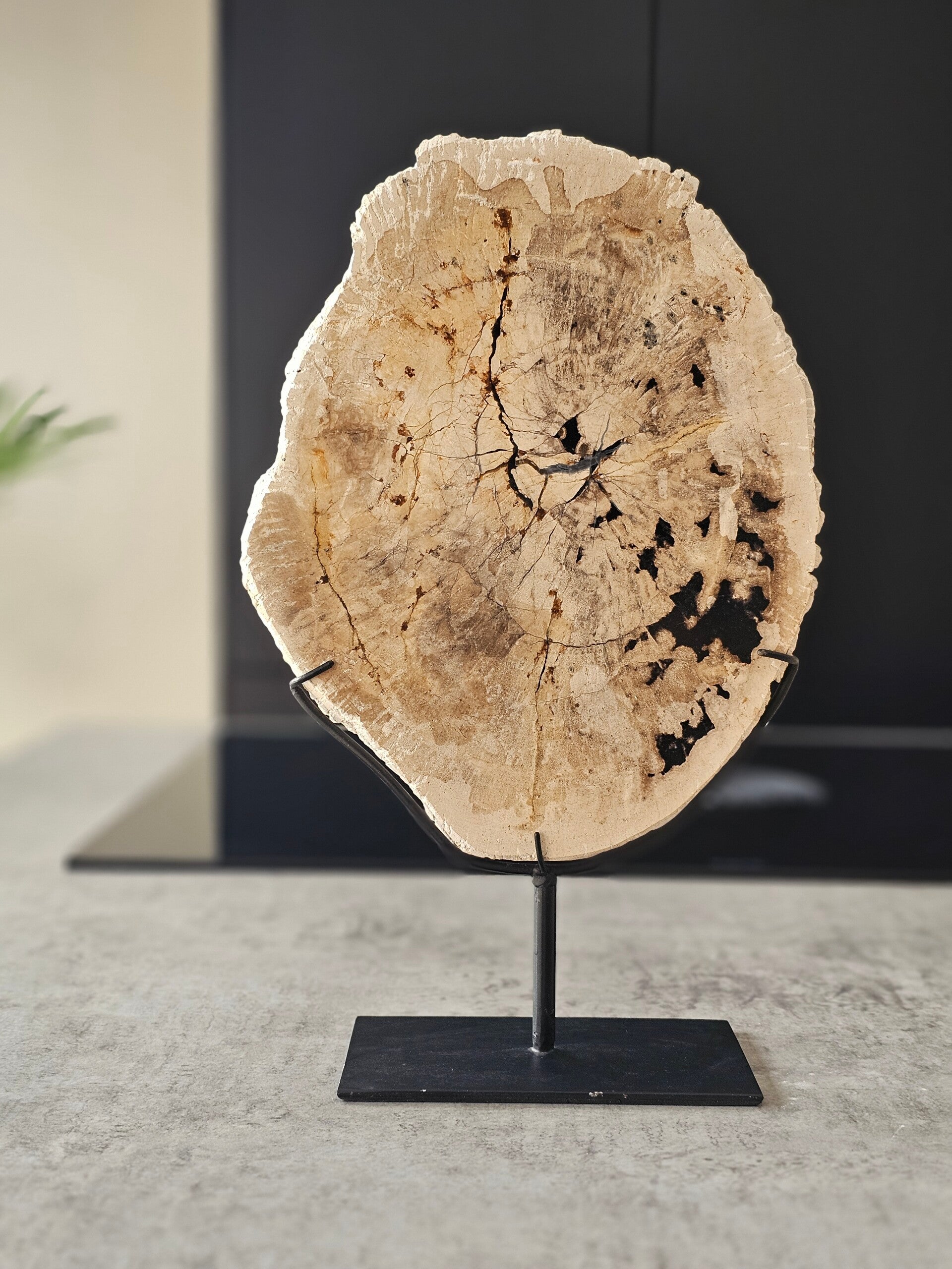 Versteend hout op voet