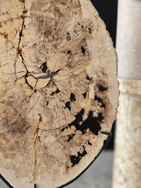 Versteend hout op voet