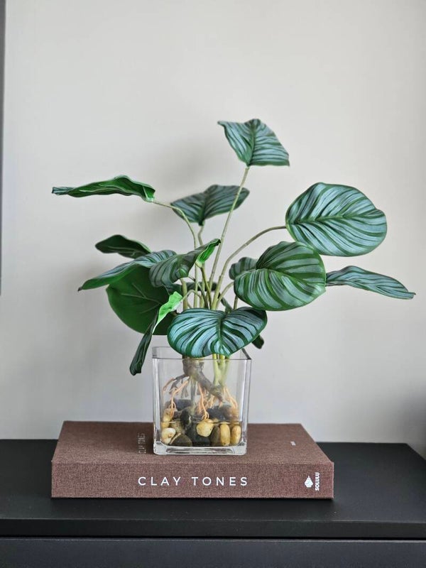 Calanthea in glazen pot