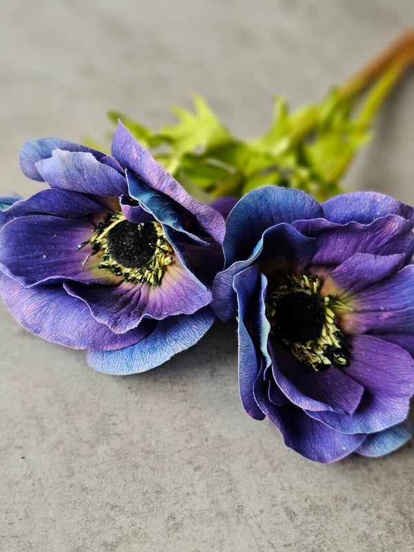 Blauwe Anemone Silkka