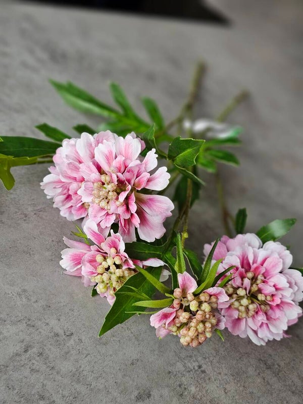 Scabiosa licht roze