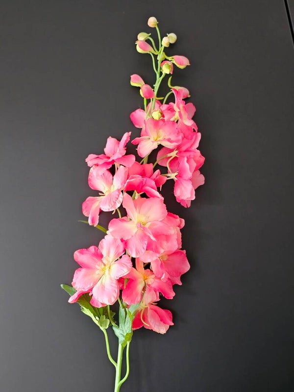 Delphinium roze