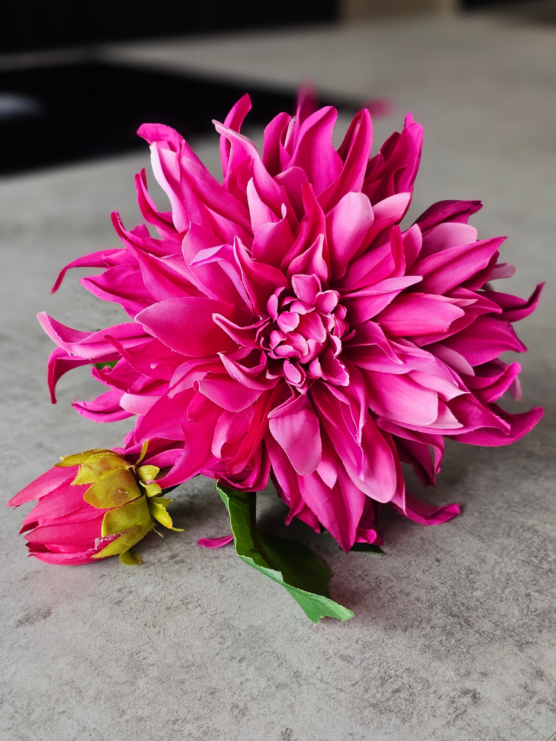 Dahlia fuchsia