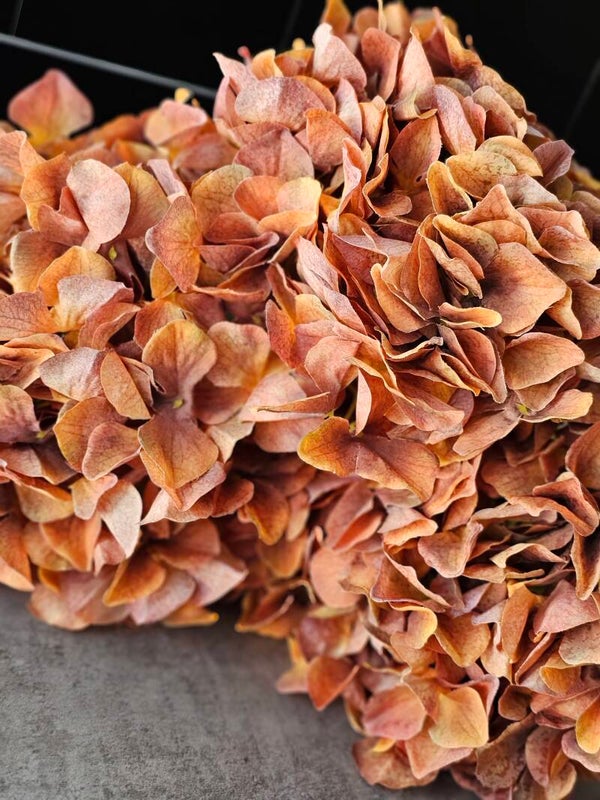 Hortensia XL Coral 90cm