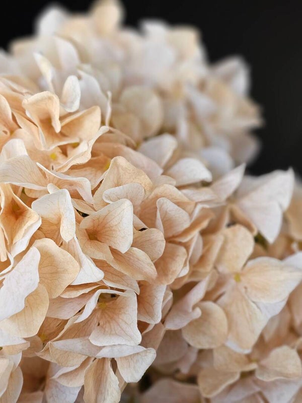 Hortensia XL Beige 90cm