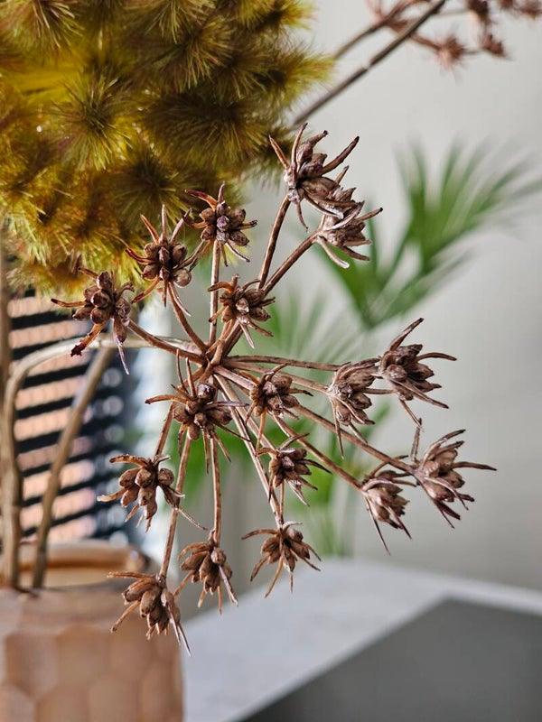 Heracleum mini spray Brown 75cm