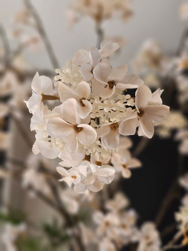 Hortensia Tak Creme 109cm