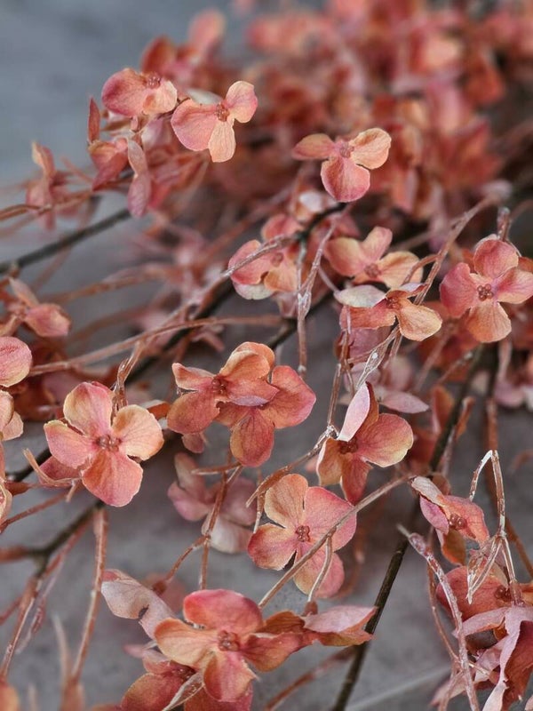 Bloesemtak Orange 110cm