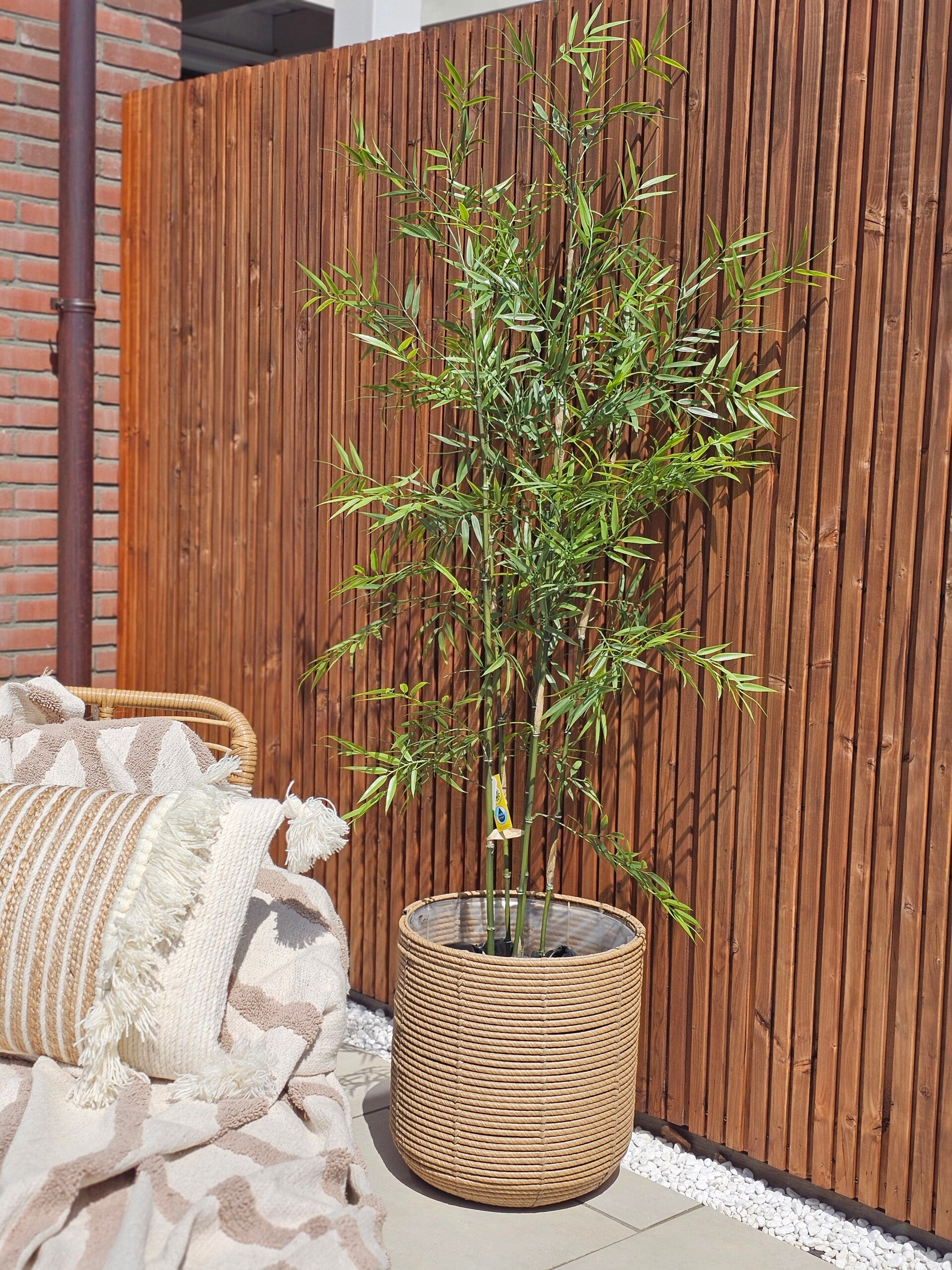 Bamboo 175cm UV Bestendig ( Buitenplant)