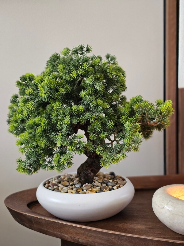 Japanse Bonsai in pot 37cm