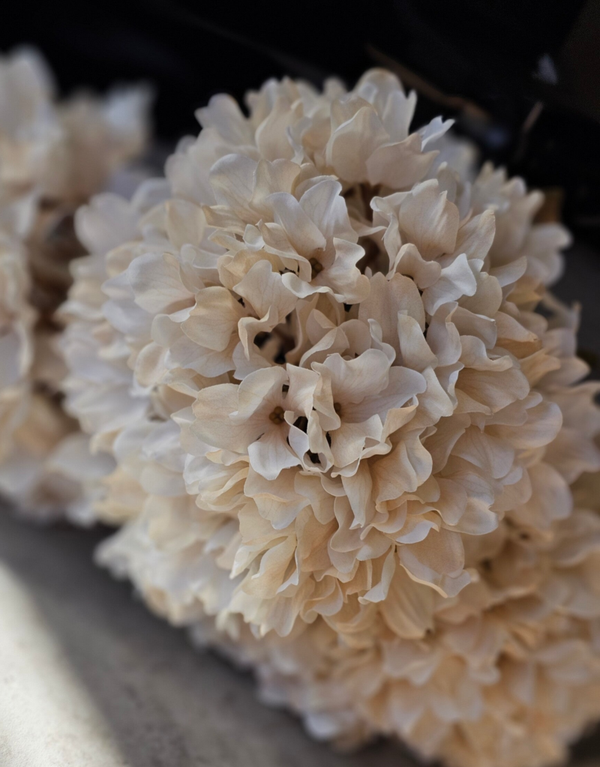 Hortensia Cream 75cm