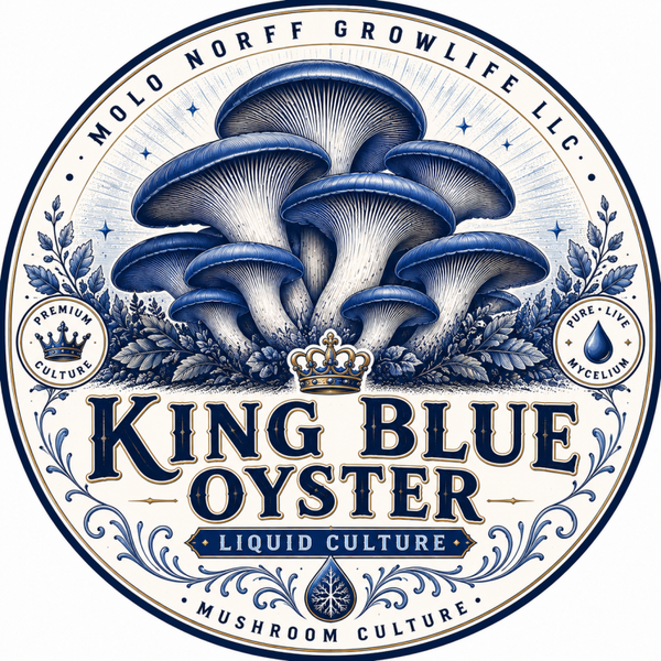 King Blue Oyster