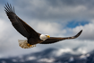 Eagle Transfer Switzerland