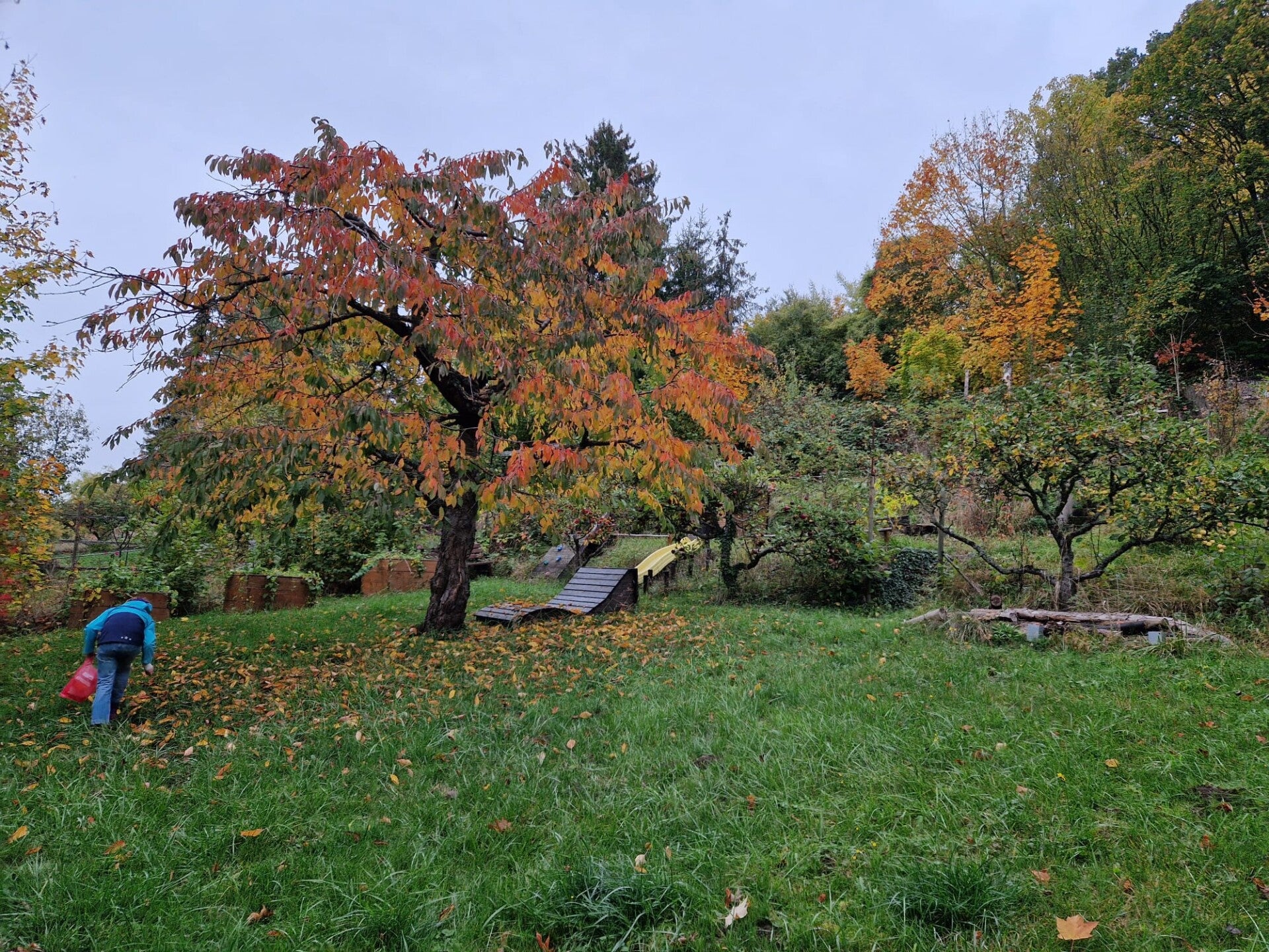 garten-oben-kirschbaum-herbst-standard-cd2py2.jpg